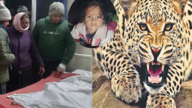 Photo of बरस्वार में घर के आंगन से माता-पिता के सामने दो साल की बच्ची को उठाकर ले गया गुलदार,