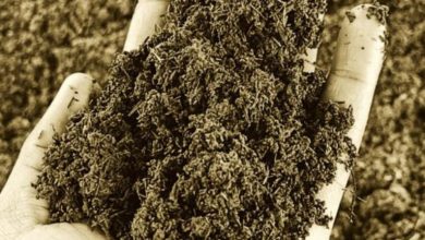 Photo of खतरे में ‘मिट्टी’: ग्लोबल वार्मिंग ने खत्म किए 70% सूक्ष्म जीव, थाली तक पहुंच रहा कुपोषण