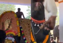 Photo of मंदिर में चल रहा था उत्सव, हाथी ने सूड़ में उठाकर युवक को पटक दिया