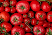 Photo of पंजाब में बढ़ा टमाटर उत्पादन: 2.93 लाख टन तक पहुंचा, एक हजार हेक्टेयर क्षेत्र बढ़ा