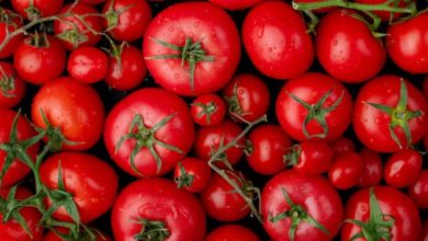 Photo of पंजाब में बढ़ा टमाटर उत्पादन: 2.93 लाख टन तक पहुंचा, एक हजार हेक्टेयर क्षेत्र बढ़ा