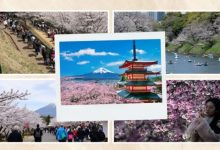 Photo of जापान ने अचानक क्यों कैंसिल किया अपना मशहूर चेरी ब्लॉसम फेस्टिवल? 