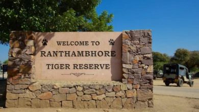 Photo of रणथंभौर टाइगर रिजर्व: टाइगर सफारी के दौरान बिगड़ी जिप्सी, अचानक बैरिंग-सस्पेंशन रॉड टूटी