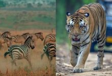 Photo of जंगल सफारी का है प्लान? तो इन नियमों को न करें अनदेखा