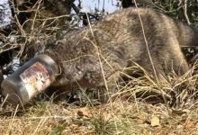 Photo of  हिमालयन पाम सिवेट का सिर प्लास्टिक जार में फंसा, लेखक स्टीफन ऑल्टर की पड़ी नजर