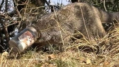Photo of  हिमालयन पाम सिवेट का सिर प्लास्टिक जार में फंसा, लेखक स्टीफन ऑल्टर की पड़ी नजर