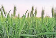 Photo of हरियाणा में समय से पहले बढ़ता ‘तापमान’ फसलों का कर सकता है ‘नुक्सान’!