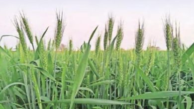 Photo of हरियाणा में समय से पहले बढ़ता ‘तापमान’ फसलों का कर सकता है ‘नुक्सान’!