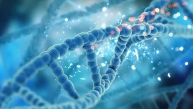 Photo of आप कितना लंबा जिएंगे? जवाब आपकी लाइफस्टाइल में नहीं, आपके DNA में छिपा है