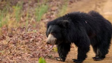 Photo of भालू सो नहीं रहे, शीत निद्रा में खलल पड़ने से हो रहे आक्रामक, लोगों की नींद उड़ी
