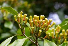 Photo of कहां सबसे पहले दुनिया में उगा था लौंग का पेड़? 