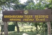 Photo of बांधवगढ़ टाइगर रिजर्व: लापरवाही पड़ी भारी, सफारी में नियम तोड़ने पर 17 चालक, गाइडों को नोटिस