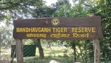Photo of बांधवगढ़ टाइगर रिजर्व: लापरवाही पड़ी भारी, सफारी में नियम तोड़ने पर 17 चालक, गाइडों को नोटिस