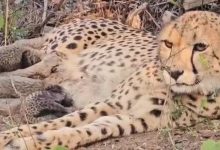 Photo of  मध्य प्रदेश के कूनो में आज पहुंचेंगे बोत्सवाना से 8 चीते