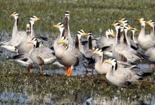 Photo of दिल्ली में 1047 जल निकायों के बावजूद नमभूमियां संकट में, 30 साल में 9 प्रतिशत हिस्सा खत्म