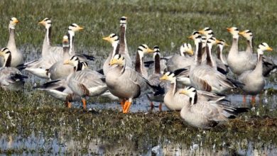 Photo of दिल्ली में 1047 जल निकायों के बावजूद नमभूमियां संकट में, 30 साल में 9 प्रतिशत हिस्सा खत्म