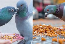 Photo of  खुले में पक्षियों को दाना डालने वालों पर एमसीडी का शिकंजा, गंदगी रोकने के लिए चालान करने का अभियान शुरू