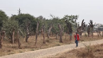 Photo of इंदौर और आसपास के क्षेत्रों में दो लाख पेड़ काटने की तैयारी, ग्रीन कवरेज एरिया घटा