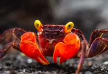 Photo of फूड इन्फ्लुएंसर की ‘डेविल क्रैब’ खाने से मौत