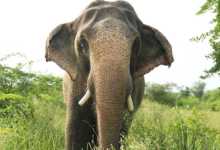 Photo of हाथी ‘मनु’ ने वर्षों तक पीड़ा और दुर्व्यवहार झेला, अब मनाई नई जिंदगी की पहली वर्षगांठ