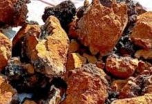 Photo of हिमालय में मिला ‘कैंसर फाइटर’ मशरूम !