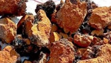 Photo of हिमालय में मिला ‘कैंसर फाइटर’ मशरूम !