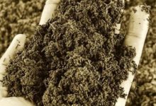 Photo of खतरे में ‘मिट्टी’: ग्लोबल वार्मिंग ने खत्म किए 70% सूक्ष्म जीव, थाली तक पहुंच रहा कुपोषण