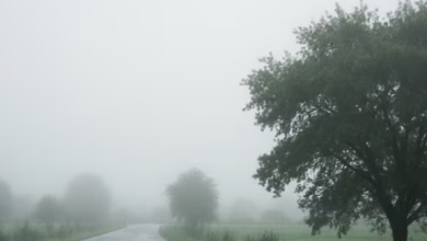 Photo of यूपी: प्रदेश से कोहरे ने ली विदा, 8 डिग्री के पारे के साथ बरेली रहा सबसे ठंडा