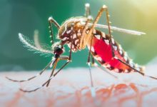 Photo of दिल्ली में डेंगू के 39, मलेरिया के आठ और चिकनगुनिया का एक मामला आया सामने, नगर निगम सतर्क