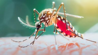 Photo of दिल्ली में डेंगू के 39, मलेरिया के आठ और चिकनगुनिया का एक मामला आया सामने, नगर निगम सतर्क