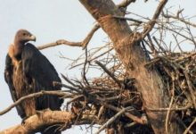 Photo of वीरांगना दुर्गावती टाइगर रिजर्व में 951 गिद्ध दर्ज, सात प्रजातियों की हुई पहचान