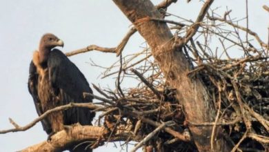 Photo of वीरांगना दुर्गावती टाइगर रिजर्व में 951 गिद्ध दर्ज, सात प्रजातियों की हुई पहचान