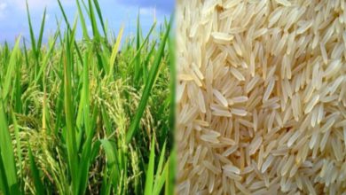 Photo of US-ईरान युद्ध का असर: बासमती चावल निर्यात पर ब्रेक, कंसाइनमेंट बंदरगाहों पर अटके