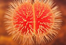 Photo of क्या है मेनिंगोकोकल डिजीज और किन लोगों को है इससे सबसे ज्यादा खतरा? 