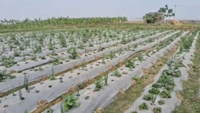 Photo of बिहार: विदेशों में लाखों की नौकरी छोड़ी, बंजर जमीन पर उगाई स्ट्रॉबेरी…