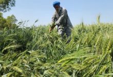 Photo of पंजाब में लौटी ठंड: तेज हवाओं के साथ बारिश और ओलावृष्टि से गिरा पारा