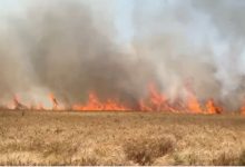 Photo of आग लगने से 100 बीघा जमीन पर खड़ी गेहूं की फसल जलकर खाक