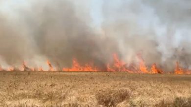 Photo of आग लगने से 100 बीघा जमीन पर खड़ी गेहूं की फसल जलकर खाक