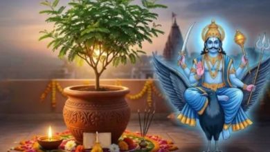 Photo of पाना चाहते हैं शनि देव की कृपा, तो बिना देर किए घर में लगाएं ये खास पौधा