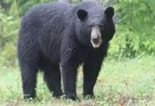 Photo of चमोली: खेतों से चारा ला रही महिला पर घात लगाए बैठे भालू ने किया हमला