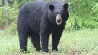 Photo of चमोली: खेतों से चारा ला रही महिला पर घात लगाए बैठे भालू ने किया हमला
