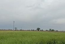 Photo of हरियाणा में मौसम ने ली करवट: सरसों की फसल को लेकर किसानों में चिंता