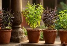 Photo of रामा या श्यामा, घर में कौन-सी तुलसी लाती है सुख-शांति?