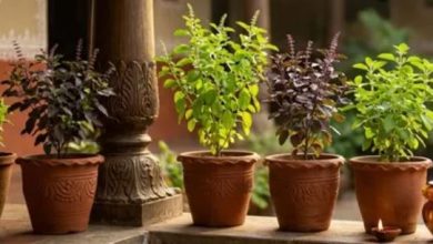 Photo of रामा या श्यामा, घर में कौन-सी तुलसी लाती है सुख-शांति?