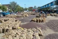 Photo of 1 अप्रैल से शुरू होगी सरसों एवं चना की समर्थन मूल्य पर खरीद, जयपुर में 42 केन्द्र स्थापित