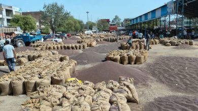 Photo of 1 अप्रैल से शुरू होगी सरसों एवं चना की समर्थन मूल्य पर खरीद, जयपुर में 42 केन्द्र स्थापित