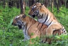 Photo of मध्य प्रदेश में बाघों की मौत का अलार्म, 15 महीनों में 64 बाघों की मौत