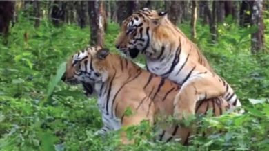 Photo of मध्य प्रदेश में बाघों की मौत का अलार्म, 15 महीनों में 64 बाघों की मौत