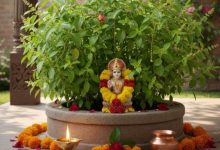 Photo of जल के अलावा तुलसी में चढ़ाएं ये चीजें, पाएं मां लक्ष्मी और भगवान विष्णु की कृपा