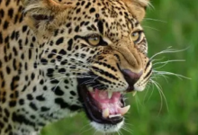 Photo of गुलदार के हमले में युवक गंभीर रूप से घायल, वन विभाग के खिलाफ धरने पर बैठे गांव के लोग